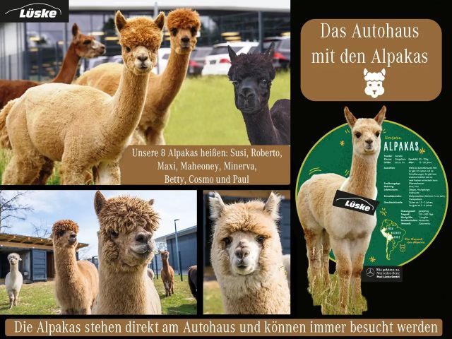 Mercedes-Benz Marco Polo Marco Polo 250 d alpingrau Leder 360° Standheizu