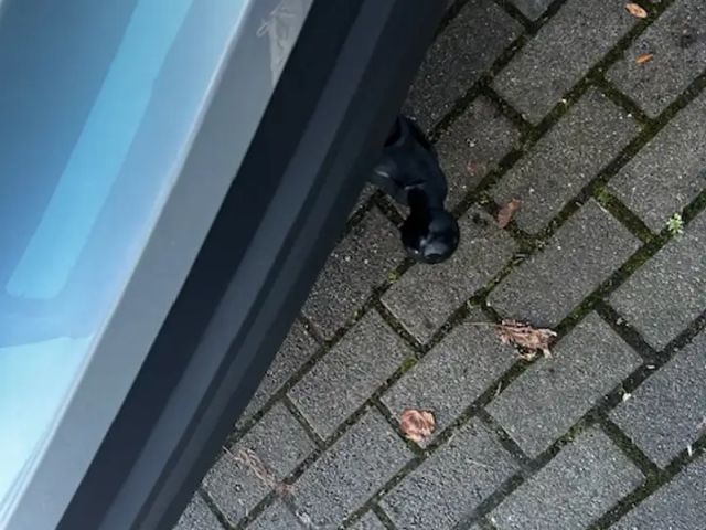 Skoda Karoq Selection